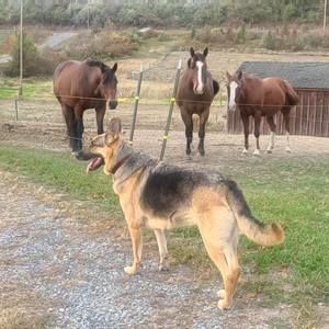 Meet your Posher, Brandy